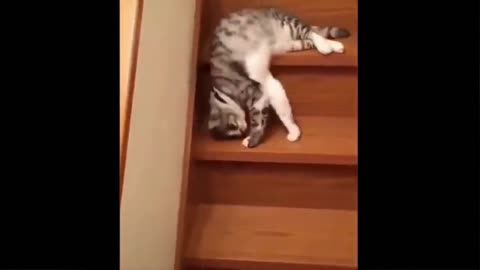 The cat slides down the stairs funny