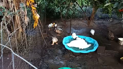 Runny, my Indian runner duck and his Muscovy friend