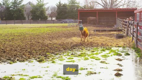 Bucket-Headed Coyote: A San Diego Rescue Story