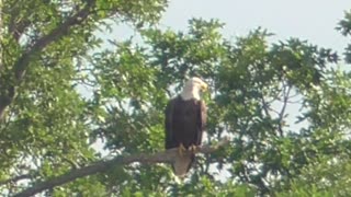 48 Toussaint Wildlife - Oak Harbor Ohio