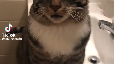 Sweet Cat Vocal