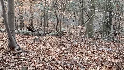 Close Encounter with a Fox