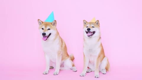 Siba Inu's with Party Hats on!