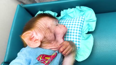 cute baby monkey playing with foam in the toilet