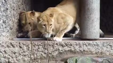 Lion_hunting_and_attacks_duck_at_Amsterdam_zoo