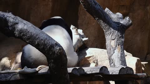 Beautiful Panda At The San Diego zoo || Fun4viral