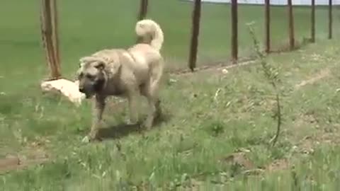 Kangal Dogs Vs