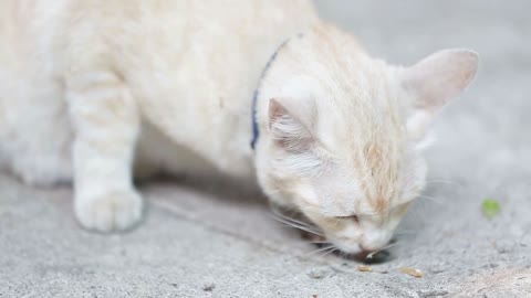 Yellow Alley Cat eating canned food on a sidewalk