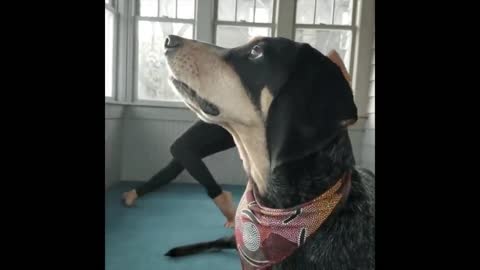 Woman is attempting to do yoga, but her dog won't let her