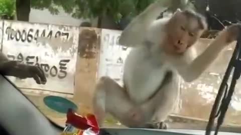 Funny vedio MONKEY