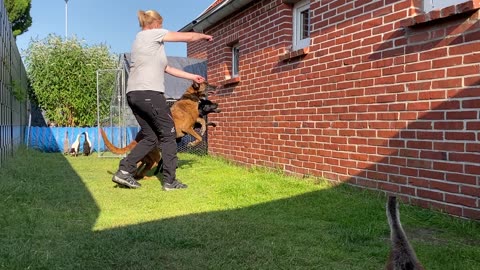 Little Indian runner duck watching dog training