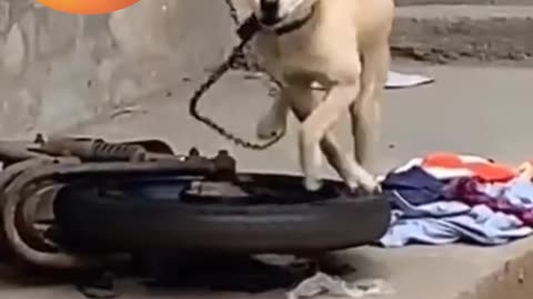 DOG FUNNY DANCE