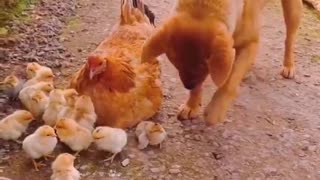 yellow dog and chicken4