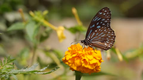 A BUTTERFLY IN NATURE