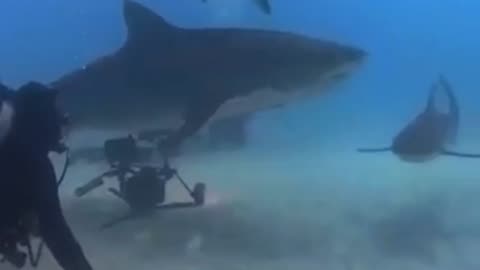 A stroke of the sharks 🤩😍🦈