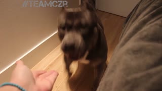 Talking dog Czr. American Bully is so smart!