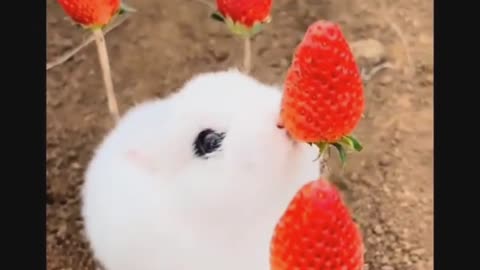 A very nice cute scene of a rabbit