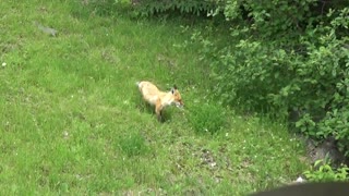 Red Fox