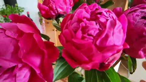 Beautiful rose red peony flower