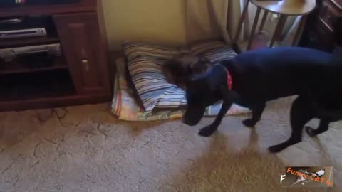 Funny Cats Stealing Dog Beds funny Compilation