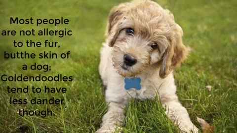 Golden Doodle Dog Basic Information