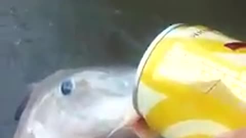 FISH DRINKING BEER