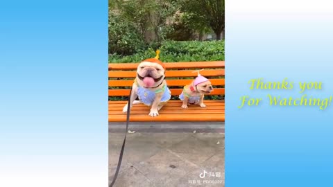 Funny Pet Videos 2021!!!