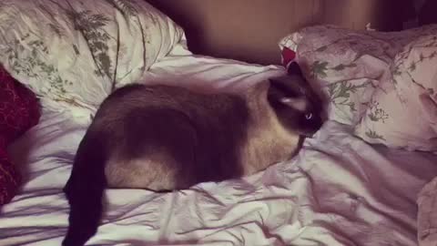 Black cat chasing tail in circles on bed