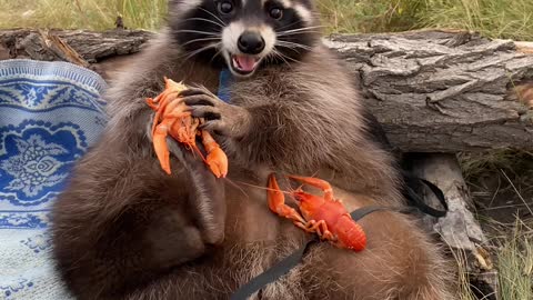 Super Sized Raccoon Fills up on Seafood