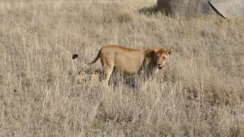 Adorable Lion CUBS injoy their 1st outdoor adventure