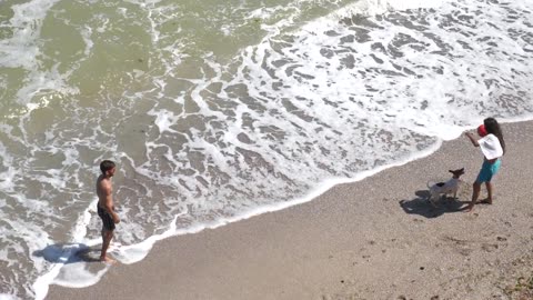 Smart Dog Playing Ball at The Beach