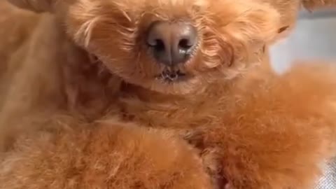 DOG CURLY HAIR CUTTING IN VIDEOS OMG SOO