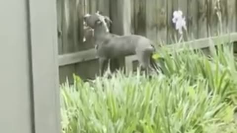 cachorro recebendo carinho pela cerca do seu vizinho