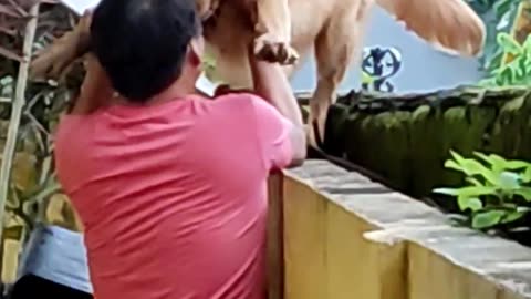 Dog Is Afraid Of Heights