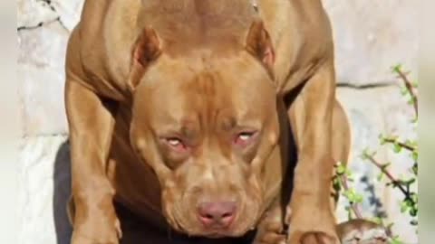 Pitbull dangerous dog videos