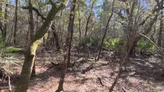 Florida State Park Ross Prairie Trail Day Hike -- Amazing!