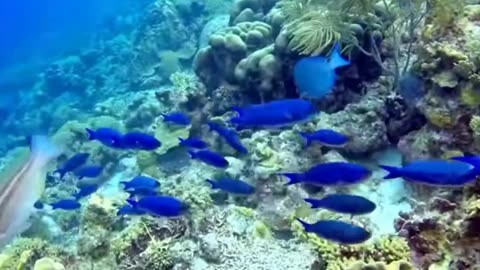 The line of blue fish movement