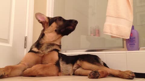 German shepard and owner sing incredible duet in bathroom