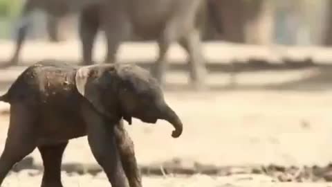 Baby elephant takes her first walk moments after being born