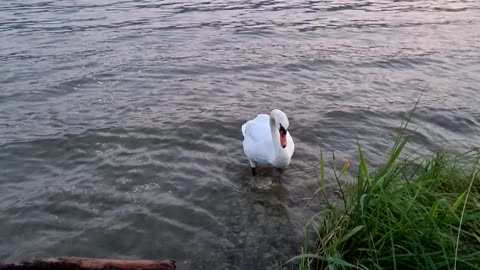 Switzerland Nature, For anxiety.