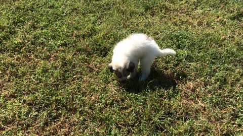 Ragnar at 53 Days Old