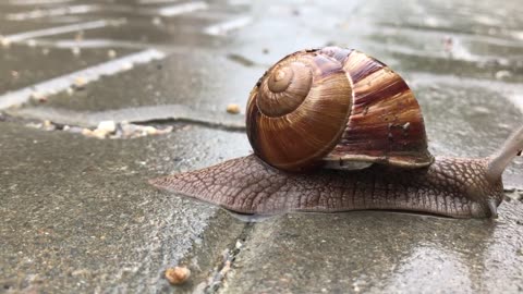 how snails move?