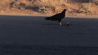 Buzzard eating squirrel