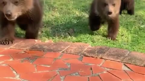 teddy bears running a very adorable scene