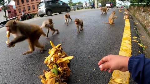 Monkey So Hungry For Eating Banana So Funny