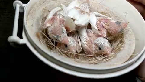 White Society Finch Baby