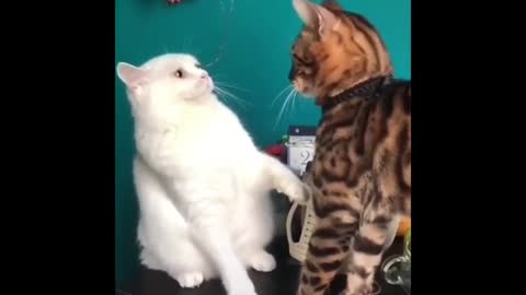 Funny best cat videos