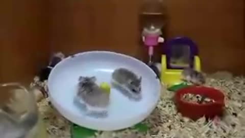 Hamsters having fun on a wheel 🐁🐁😂🤣😂🤣