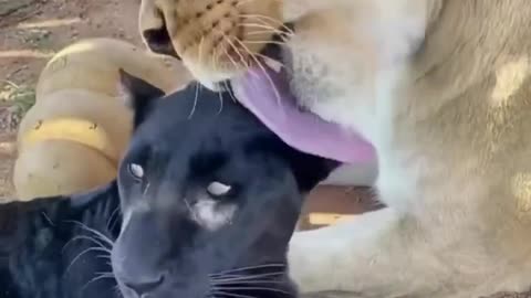 Lion love