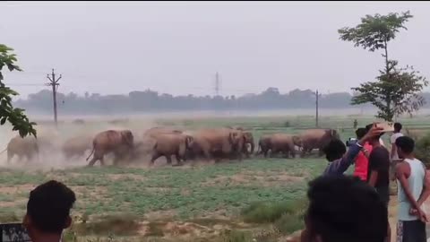 A troop of Indian elephants is running | Terrible sound of elephant . Real camera video